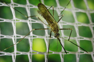 Dziennik „El País”: Kolejne zagrożenie sanitarne w Hiszpanii – azjatyckie komary