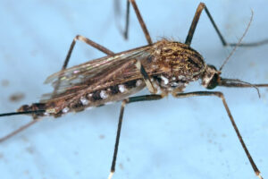 Komar z gatunku <em>Ochlerotatus japonicus</em>, wcześniej określany jako <em>Aedes japonicus</em>, Stany Zjednoczone, 2005 r. Zdjęcie ilustracyjne (James Gathany, <a href="https://en.wikipedia.org/wiki/Centers_for_Disease_Control_and_Prevention">Centers for Disease Control and Prevention</a>'s <a href="https://phil.cdc.gov/default.aspx">Public Health Image Library</a>, PHIL, nr <a href="https://phil.cdc.gov/details.aspx?pid=7959">#7959</a> / <a href="https://commons.wikimedia.org/w/index.php?curid=18335466">domena publiczna</a>)