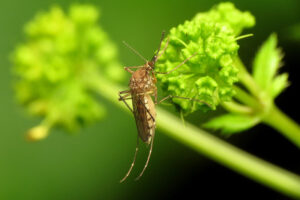 Komar z gatunku <em>Aedes vexans</em>, po polsku – doskwier pastwiskowy, Rock Creek Park, Waszyngton, D.C., Stany Zjednoczone, 2019 r. (<a href="https://www.flickr.com/people/86548370@N00">Katja Schulz</a> z Waszyngtonu, D.C., USA – <a href="https://www.flickr.com/photos/treegrow/48453978947/">Inland Floodwater Mosquito</a>, zdjęcie modyfikowane, <a href="https://creativecommons.org/licenses/by/2.0/">CC BY 2.0</a> / <a href="https://commons.wikimedia.org/w/index.php?curid=81217418">Wikimedia</a>)