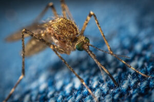 Entomolog: Komarzyce, które teraz nas dręczą, czekały nawet kilka lat, aby się wylęgnąć