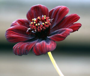 Kosmos czekoladowy, <em>Cosmos atrosanguineus</em>, ma kwiaty o głębokiej barwie, oscylującej od ciemnej czerwieni do mocnych odcieni brązu (Hedwig Storch – praca własna, <a href="https://creativecommons.org/licenses/by-sa/3.0/">CC BY-SA 3.0</a> / <a href="https://commons.wikimedia.org/w/index.php?curid=7549284">Wikimedia</a>)