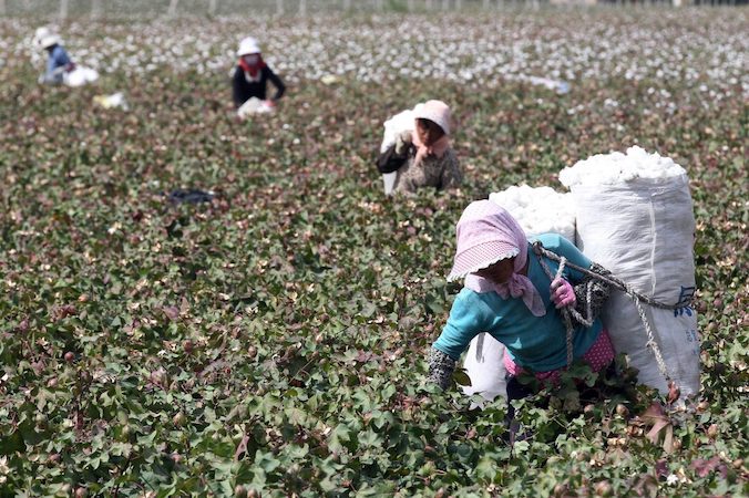 Rolnicy zbierają bawełnę na polu podczas żniw, Hami, region Xinjiang w Chinach, 20.09.2015 r. (STR/AFP via Getty Images)