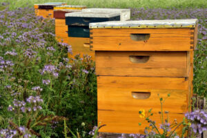 Pszczoły dobrze przezimowały na Warmii i Mazurach, zaszkodzić im może ochłodzenie