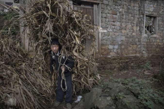 Rolnik z wioski Xiaobatian niesie łodygi kukurydzy, którymi nakarmi zwierzęta, prowincja Guizhou w południowo-zachodnich Chinach, 7.02.2017 r. (Kevin Frayer / Getty Images)