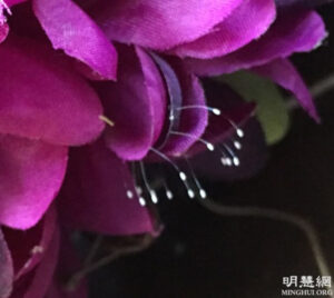 Kwiaty Udumbara (fot. dzięki uprzejmości Minghui.org)
