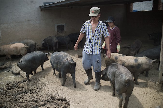 Farma świń na obrzeżach Pekinu, Chiny, 5.06.2017 r. (Nicolas Asfouri/AFP/Getty Images)