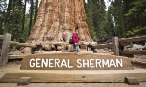 Turysta pozuje do zdjęcia obok sekwoi olbrzymiej General Sherman, <em>Sequoiadendron giganteum</em>, w Sequoia National Park w Kalifornii, 9.03.2014 r. Z szacowaną objętością 1,487 m sześc. sekwoja General Sherman jest największym drzewem na Ziemi. Wysokość drzewa wynosi 83,8 m, średnica 7,7 m, a jego wiek szacuje się na 2300-2700 lat. (Mladen Antonov/AFP/Getty Images)