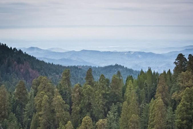 Sekwoje olbrzymie w Giant Forest, lesie słynącym z gigantycznych sekwoi, na terenie Sequoia National Park w Kalifornii, 9.03.2014 r. Pięć z dziesięciu najbardziej masywnych drzew na naszej planecie znajduje się na terenie Giant Forest (Mladen Antonov/AFP via Getty Images)