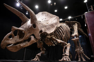 Szkielet największego odkrytego triceratopsa sprzedany na aukcji za 6,6 mln euro