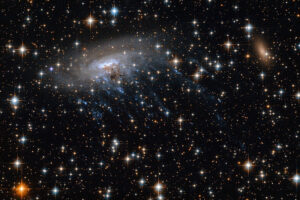 Zdjęcie z teleskopu Hubble’a przedstawia galaktykę spiralną ESO 137-001, skadrowaną na jasnym tle, gdy porusza się ona przez serce gromady galaktyk Abell 3627. Na zdjęciu nie tylko uchwycono galaktykę i jej tło w zachwycających szczegółach, lecz także coś bardziej dramatycznego – intensywnie niebieskie smugi wybiegające na zewnątrz galaktyki, widoczne jako świecące jasno w świetle ultrafioletowym. Smugi te są w rzeczywistości gorącymi, wiotkimi strumieniami gazu, które są wyrywane z galaktyki przez jej otoczenie podczas jej ruchu w przestrzeni (ESA/Hubble, <a href="https://creativecommons.org/licenses/by/4.0/">CC BY 4.0</a>, zdjęcie modyfikowane / <a href="https://commons.wikimedia.org/w/index.php?curid=31544838">Wikimedia</a>)