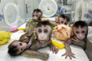 Pięć sklonowanych makaków w placówce badawczej w Szanghaju, zdjęcie wykonano 27.11.2018 r. w Chinese Academy of Sciences Institute of Neuroscience i opublikowano 24.01.2019 r. Chińscy naukowcy poinformowali, że pięć małp zostało sklonowanych z jednego zwierzęcia, które zostało genetycznie zmodyfikowane, aby mieć zaburzenia snu, twierdzili, że może to pomóc w badaniach nad ludzkimi problemami psychologicznymi (STR/AFP via Getty Images)