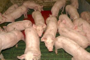 Polscy rolnicy wycofują się z hodowli świń. Ponoszą straty od 2018 r.