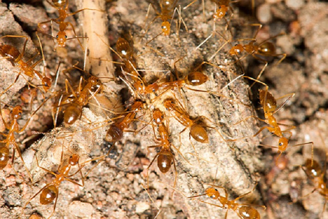 Żółte szalone mrówki, <em>Anoplolepis gracilipes</em> (<a href="http://www.seychellesnewsagency.com/articles/11576/Yellow+crazy+ants+in+the+cross+hairs+Project+is+designed+to+protect+Seychelles%27+coco+de+mer">Seychelles Islands Foundation</a>, <a href="https://creativecommons.org/licenses/by/4.0/">CC BY 4.0</a> / <a href="https://commons.wikimedia.org/w/index.php?curid=85339009">Wikimedia</a>)