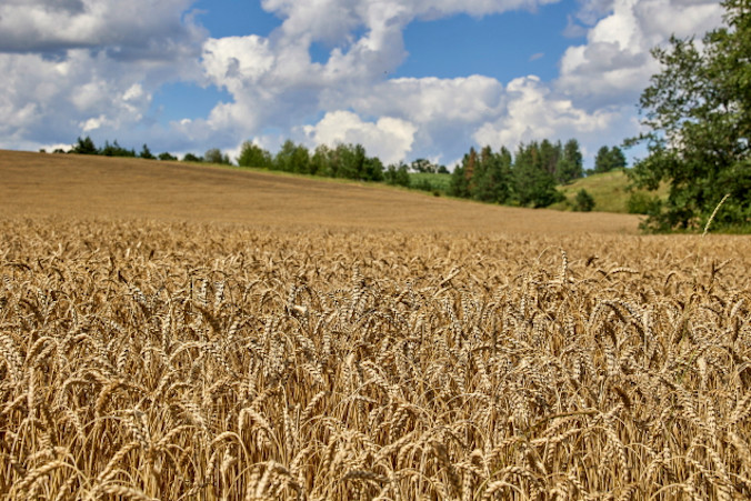 Kłosy dojrzałej pszenicy na polu w okolicach Charkowa, Ukraina, 12.07.2022 r. (SERGEY KOZLOV/PAP/EPA)