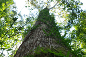 Brazylijscy naukowcy odkryli najwyższe drzewo, jakie kiedykolwiek odnaleziono w Puszczy Amazońskiej. Zdjęcie ilustracyjne (<a href="https://unsplash.com/@dienyportinanni?utm_source=unsplash&amp;utm_medium=referral&amp;utm_content=creditCopyText">Dieny Portinanni</a> / <a href="https://unsplash.com/?utm_source=unsplash&amp;utm_medium=referral&amp;utm_content=creditCopyText">Unsplash</a>)