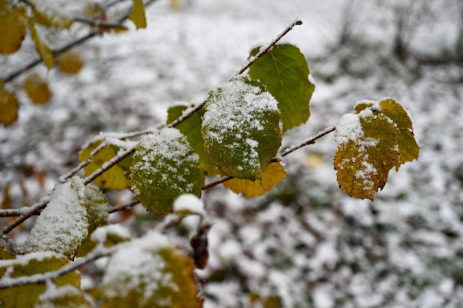Śnieg w Przemyślu, 17.11.2022 r. Do Polski dociera chłodne arktyczne powietrze. W najbliższych dniach w dużej części kraju zapowiadane są ujemne temperatury i opady śniegu (Darek Delmanowicz / PAP)
