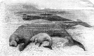 Rycina z XIX w.: „Niedawno wymarły ssak – Le rhytine boréal” (autor nieznany – <em>L’Ouvrière</em>, n° 26, 17 grudnia 1898 r., <a href="https://gallica.bnf.fr/ark:/12148/bpt6k4598613n/f1">Gallica</a> / <a href="https://commons.wikimedia.org/w/index.php?curid=67747894">domena publiczna</a>)