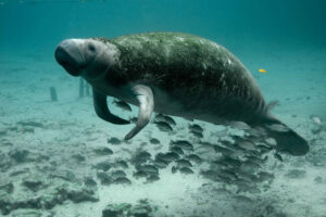 Olbrzymie ssaki, zwane syrenami morskimi, kształtowały ekosystem podwodnych łąk