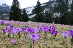 W Tatrach kwitnienie krokusów opóźnione przez śnieg