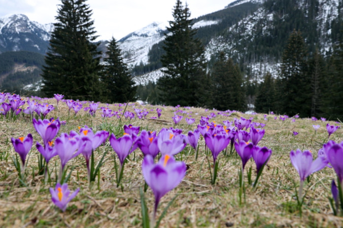 Kwitnące krokusy w Dolinie Chochołowskiej w Tatrach, 16.04.2023 r. (Grzegorz Momot / PAP)