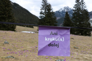 Plansza informacyjna przy kwitnących krokusach, Dolina Chochołowska w Tatrach, 16.04.2023 r. (Grzegorz Momot / PAP)