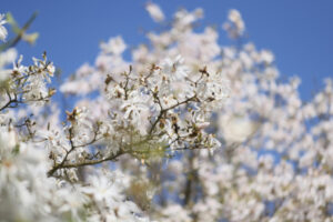 Kwitnące magnolie w Ogrodzie Botanicznym PAN CZRB w Powsinie, 21.04.2023 r. (Leszek Szymański / PAP)