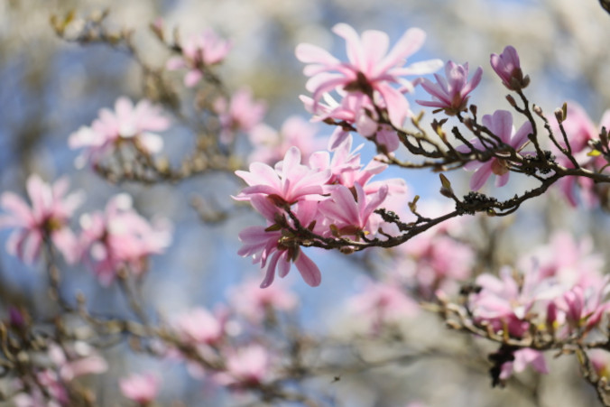 Kwitnące magnolie w Ogrodzie Botanicznym PAN Centrum Zachowania Różnorodności Biologicznej w Powsinie, 21.04.2023 r. (Leszek Szymański / PAP)