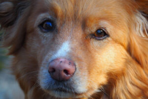 Specjaliści będą badać sekret długowieczności najstarszego psa na świecie. Portugalski pies stróżujący Bobi skończył w czwartek 31 lat. Zdjęcie ilustracyjne (<a href="https://pixabay.com/pl/users/kromdahl-4817177/?utm_source=link-attribution&amp;utm_medium=referral&amp;utm_campaign=image&amp;utm_content=3367113">Karin Romdahl</a> / <a href="https://pixabay.com/pl//?utm_source=link-attribution&amp;utm_medium=referral&amp;utm_campaign=image&amp;utm_content=3367113">Pixabay</a>)
