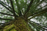 Ruszył internetowy plebiscyt Drzewo Roku, potrwa do końca czerwca