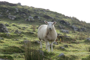 Owca, która przez co najmniej dwa lata była uwięziona u podnóża klifu na północy Szkocji, została w sobotę uratowana przez grupę pięciu miejscowych farmerów. Zdjęcie ilustracyjne (<a href="https://pixabay.com/pl/users/mpmpix-4924050/?utm_source=link-attribution&amp;utm_medium=referral&amp;utm_campaign=image&amp;utm_content=2187647">MPMPix</a> / <a href="https://pixabay.com/pl//?utm_source=link-attribution&amp;utm_medium=referral&amp;utm_campaign=image&amp;utm_content=2187647">Pixabay</a>)