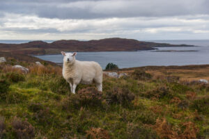 Owcę po raz pierwszy zauważyła mieszkanka Brory podczas spływu kajakowego w 2021 r. Na zdjęciu ilustracyjnym owca w Szkocji, miejsce dokładniej nieoznaczone (<a href="https://pixabay.com/pl/users/sweetaholic-296788/?utm_source=link-attribution&amp;utm_medium=referral&amp;utm_campaign=image&amp;utm_content=4788380">Julia Schwab</a> / <a href="https://pixabay.com/pl//?utm_source=link-attribution&amp;utm_medium=referral&amp;utm_campaign=image&amp;utm_content=4788380">Pixabay</a>)