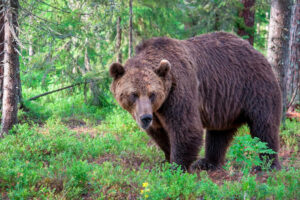 Niedźwiedź zaatakował mężczyznę w Bieszczadach. Leśnicy apelują o ostrożność