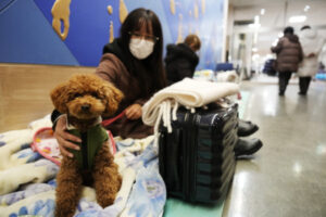 Mieszkanka i jej pies w schronisku ewakuacyjnym po silnym trzęsieniu ziemi w mieście Togi na półwyspie Noto, Japonia, 2.01.2024 r. (FRANCK ROBICHON/PAP/EPA)