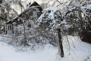 Śnieg w Białowieży, 5.01.2024 r. (Artur Reszko / PAP)