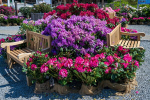 Kwitnące rododendrony w Arboretum Wojsławice Ogrodzie Botanicznym Uniwersytetu Wrocławskiego w Niemczy, 28.05.2024 r. (Maciej Kulczyński / PAP)