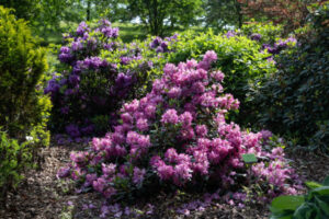 Rododendrony w Arboretum Wojsławice Ogrodzie Botanicznym Uniwersytetu Wrocławskiego w Niemczy, 28.05.2024 r. (Maciej Kulczyński / PAP)