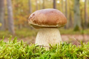 Po burzach i ciepłych nocach mogą pojawić się w lasach gatunki grzybów ulubione przez zbieraczy