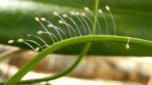 Jajeczka owadów z rodziny <em>Chrysopidae</em> – złotookowatych, zaobserowane na obszarze lasu atlantyckiego, północny wschód stanu Bahia w Brazylii, 15.02.2011 r. (<a href="https://www.flickr.com/people/12589168@N00">Alex Popovkin z Bahii w Brazylii</a> – <a href="https://www.flickr.com/photos/plants_of_russian_in_brazil/5447907754/"><em>Chrysopidae</em>, las atlantycki na północnym wschodzie stanu Bahia w Brazylii</a>, <a href="https://creativecommons.org/licenses/by/2.0/"><a href="https://creativecommons.org/licenses/by-nc-sa/2.0/">CC BY-NC-SA 2.0</a></a> / <a href="https://commons.wikimedia.org/w/index.php?curid=48829647">Wikimedia</a>)