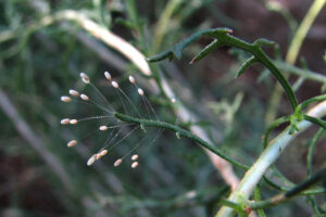 Jajeczka złotooków zaobserwowane w Arroyo Chico, dzielnicy Tucson, hrabstwo Pima w stanie Arizona, USA, 16.08.2008 r. (<a href="https://www.flickr.com/people/86548370@N00">Katja Schulz</a> z Waszyngtonu, D.C., USA – <a href="https://www.flickr.com/photos/treegrow/6293350379/">jajeczka złotooków</a> , <a href="https://creativecommons.org/licenses/by/2.0/">CC BY 2.0</a>, zdjęcie modyfikowane / <a href="https://commons.wikimedia.org/w/index.php?curid=49986822">Wikimedia</a>)