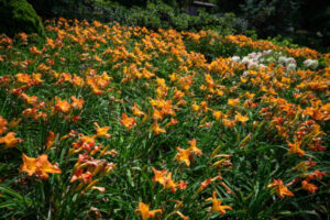 Liliowce w Arboretum Wojsławice, 25.07.2024 r. (Maciej Kulczyński / PAP)