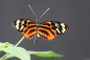 Motyl tygrysi na wystawie żywych motyli w Palmiarni w Łodzi, 4.08.2024 r. (Marian Zubrzycki / PAP)