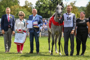 Dyrektor generalny Krajowego Ośrodka Wsparcia Rolnictwa Henryk Smolarz (po lewej) podczas Dni Konia Arabskiego 2024 w Janowie Podlaskim. Obok ogier Elon KL z prywatnej stadniny Klikowa Arabians, 11.08.2024 r. (Wojtek Jargiło / PAP)