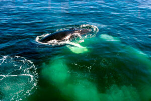 Humbak ze swoją „siecią” bąbelkową sfotografowany w NOAA Stellwagen Bank National Marine Sanctuary (NOAA / <a href="https://commons.wikimedia.org/w/index.php?curid=3455294">domena publiczna</a>)