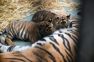 Młode tygrysy sumatrzańskie, które urodziły się we wrocławskim ogrodzie zoologicznym, 18.10.2024 r. (Maciej Kulczyński / PAP)