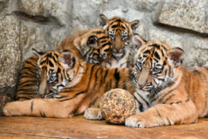 Młode tygrysy sumatrzańskie z wrocławskiego zoo, 18.10.2024 r. (Maciej Kulczyński / PAP)