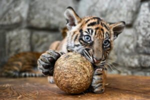 Jeden z czterech młodych tygrysów sumatrzańskich, który urodził się we wrocławskim ogrodzie zoologicznym, 18.10.2024 r. (Maciej Kulczyński / PAP)