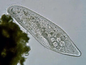 Nawet organizmy jednokomórkowe, takie jak <em>Paramecium</em>, przejawiają celowe zachowania, np. pływanie, unikanie przeszkód, łączenie się i uczenie, choć nie mają ani jednej synapsy ani nie są częścią sieci neuronowej. Na zdjęciu pantofelek, <em>Paramecium caudatum</em>, przedstawiciel typu orzęsków (Deuterostome – praca własna, <a href="https://creativecommons.org/licenses/by-sa/3.0/">CC BY-SA 3.0</a> / <a href="https://commons.wikimedia.org/w/index.php?curid=25530266">Wikimedia</a>)