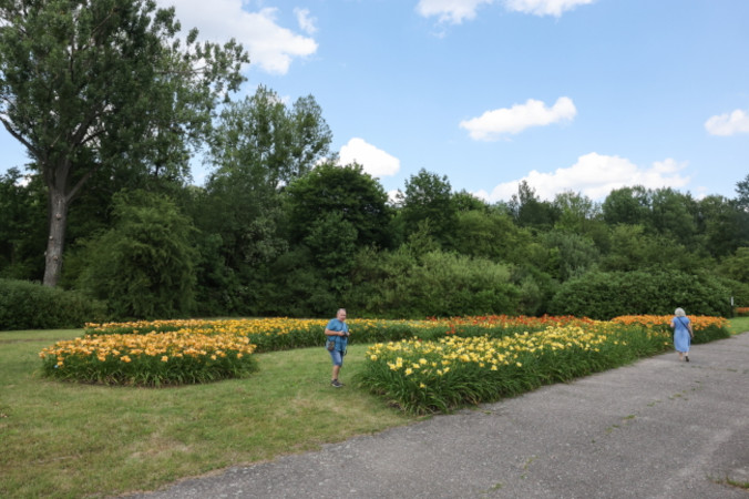 W Ogrodzie Botanicznym w Łodzi zakwitło 16 tysięcy liliowców