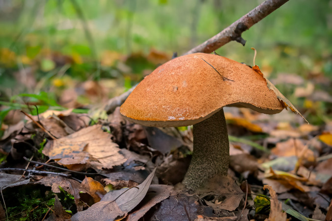 Sezon na grzyby rozpoczął się wcześniej niż zwykle – mówią badacze