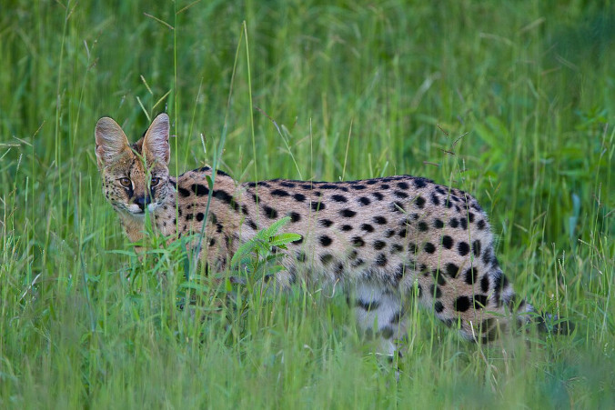 Serwal na wolności. Eksperci mówią: To zwierzę potencjalnie niebezpieczne
